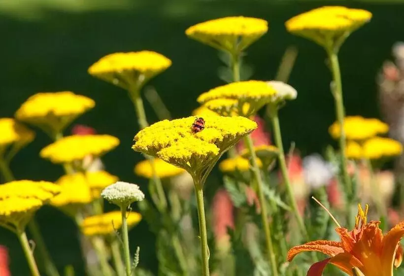 Отель Das Mittelpunkt