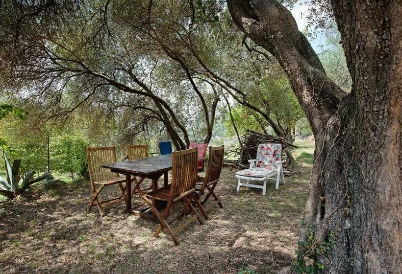 La Liguria Tra Gli Ulivi 1