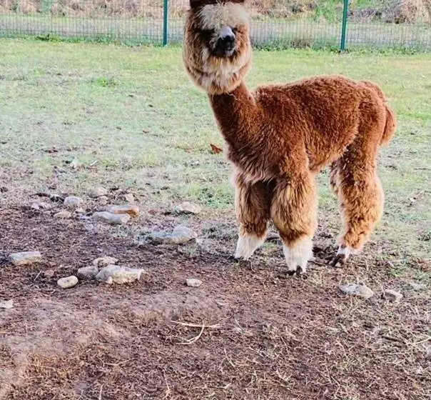 Majatalo Le Truc Bidule