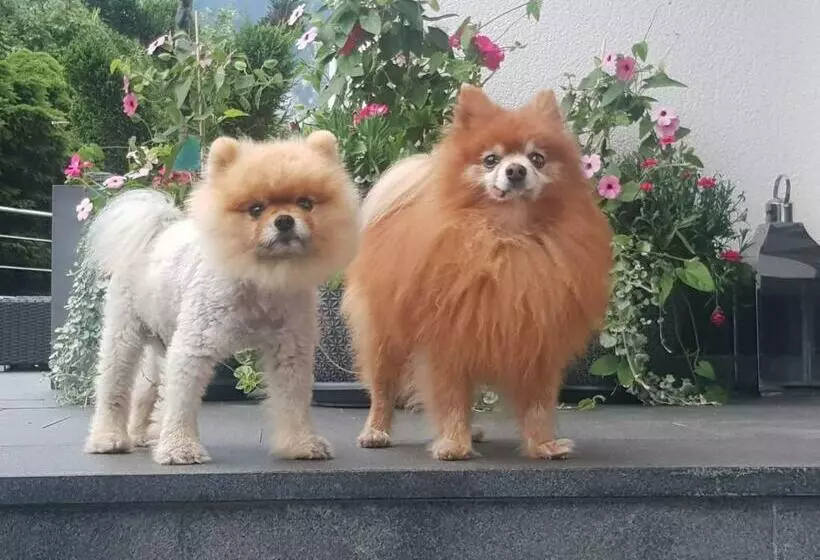 Pension Ferienwohnung Pirhofer