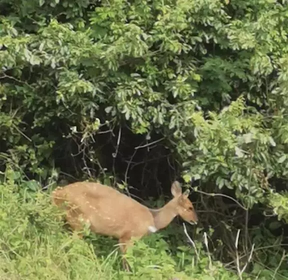 ペンション The Beach Bungalow