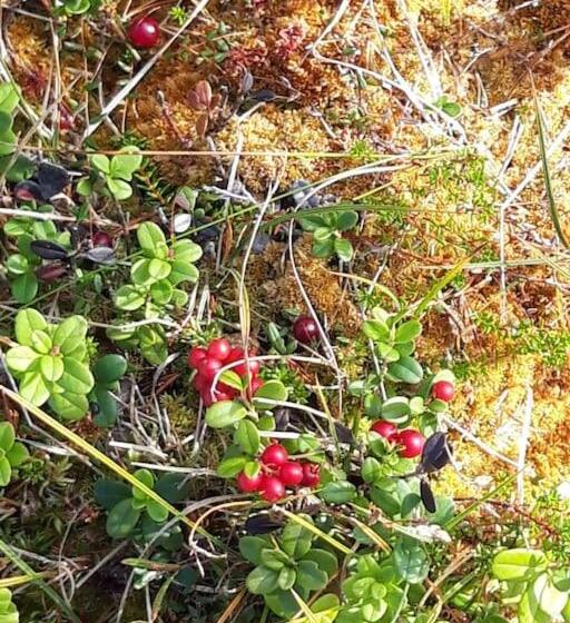 צימר The Old Post Office