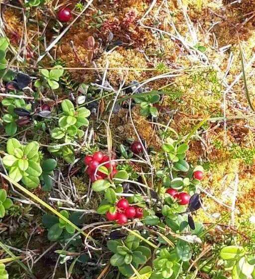 Aamiaismajoitus (B&B) The Old Post Office