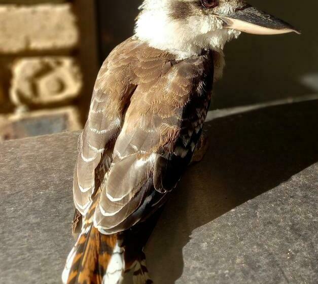 민박 Tukawyl Retreat Landsborough