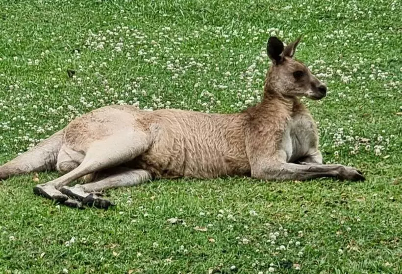Aamiaismajoitus (B&B) Tukawyl Retreat Landsborough