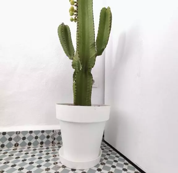 Jimaral