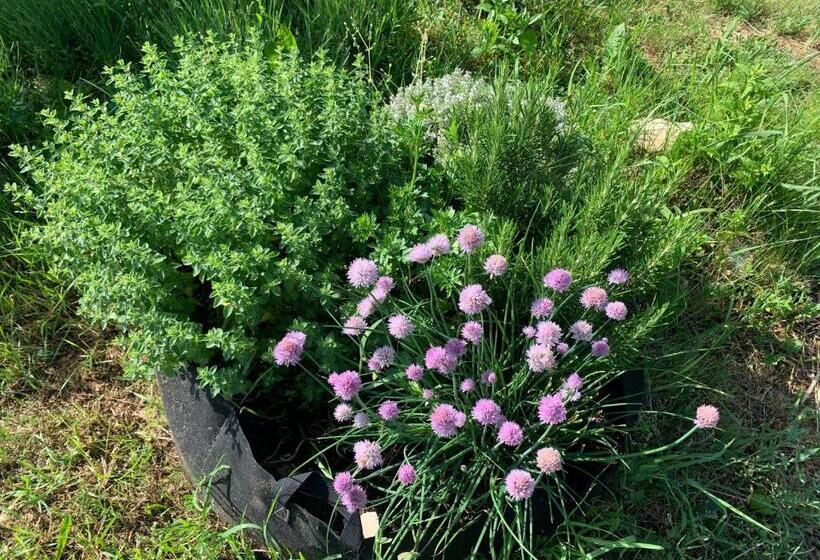 Balaton Home With A Majestic View