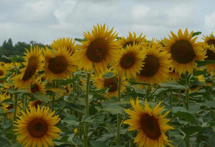 住宿加早餐 Alba Melusine