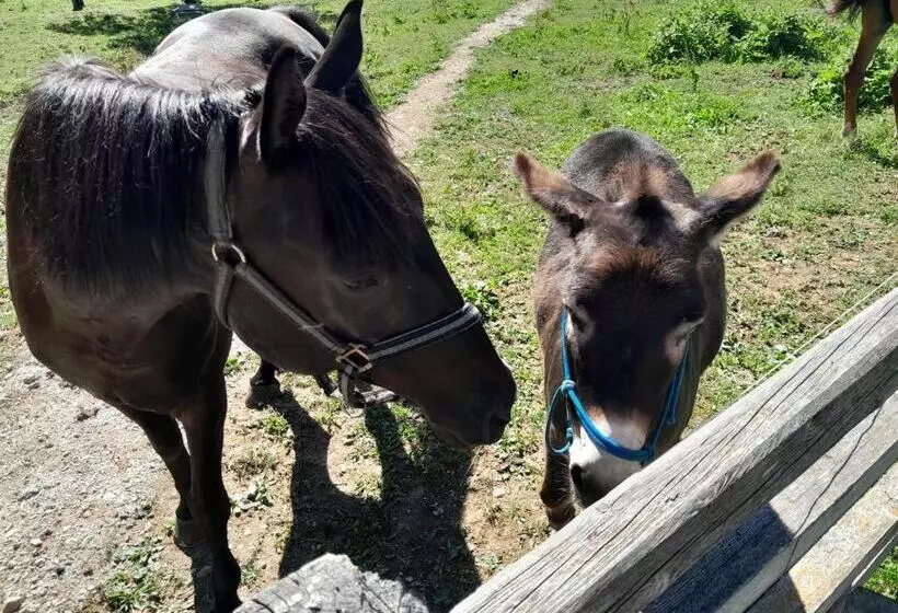 Turistična Kmetija Marovt
