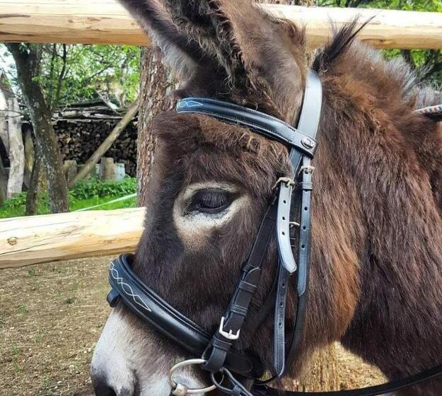 Turistična Kmetija Marovt