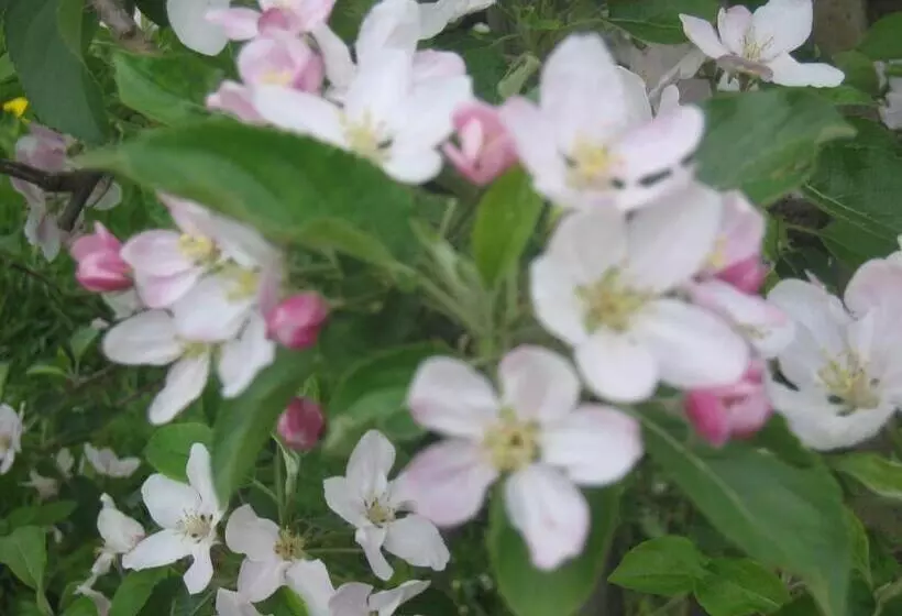 Пансион Apfelblüte Bed & Breakfast 8 Km Vom Bodensee