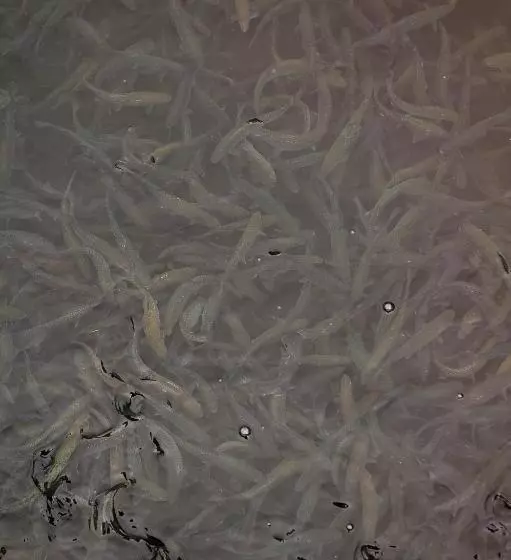 ペンション Complex Pescăresc Gura Repezii Borșa