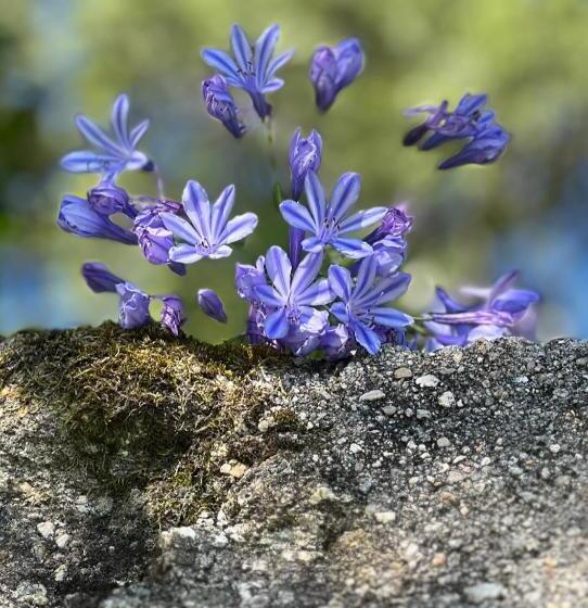 Lovely 6 Bed Cottage In Barcelos Vila Cova