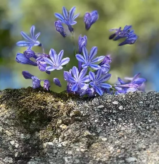 Lovely 6 Bed Cottage In Barcelos   Vila Cova