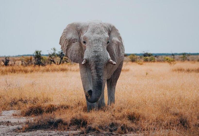 استراحتگاه The Mushara Outpost