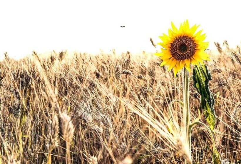 Bed And Breakfast Sara Mare