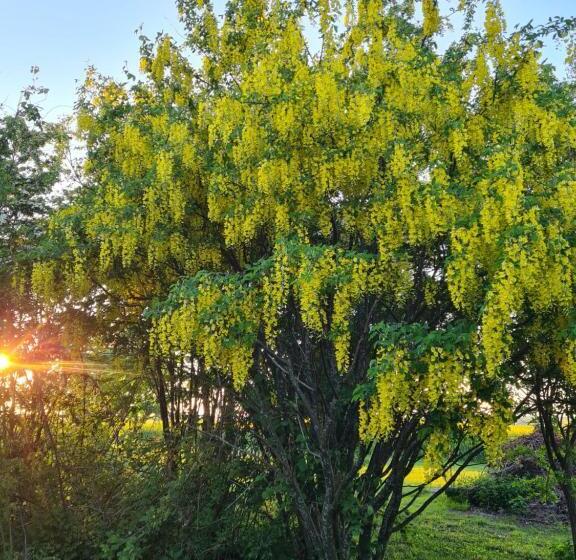 Villa Vemmentorp   Körsbärsblomsvillan 6 Min Från Havet