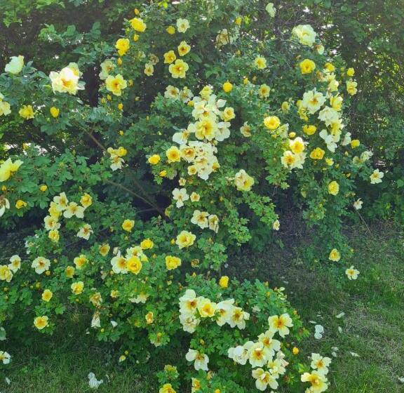 Villa Vemmentorp   Körsbärsblomsvillan 6 Min Från Havet