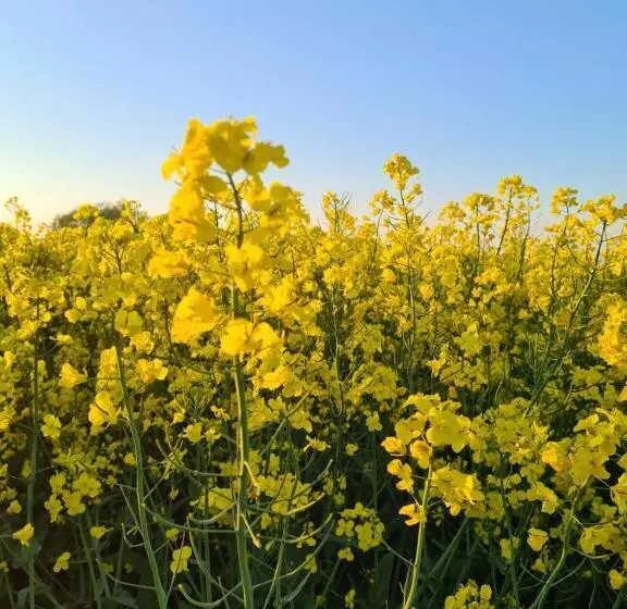 Villa Vemmentorp   Körsbärsblomsvillan 6 Min Från Havet