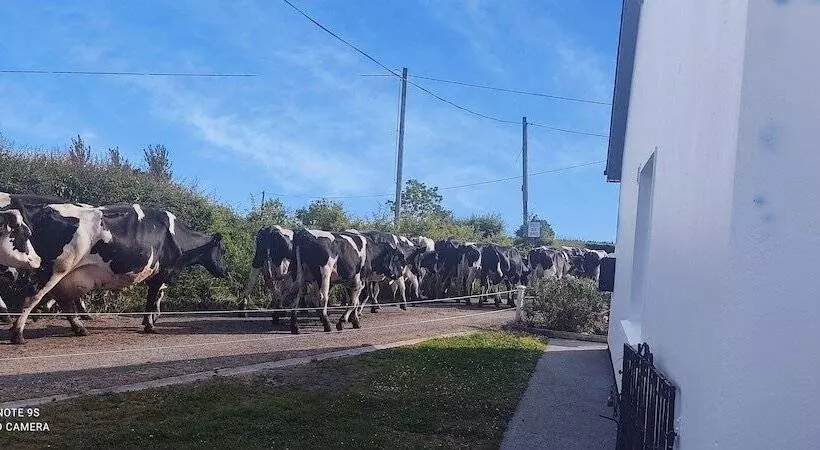 Pet Friendly Immaculate 2 Bed Cottage In Listowel