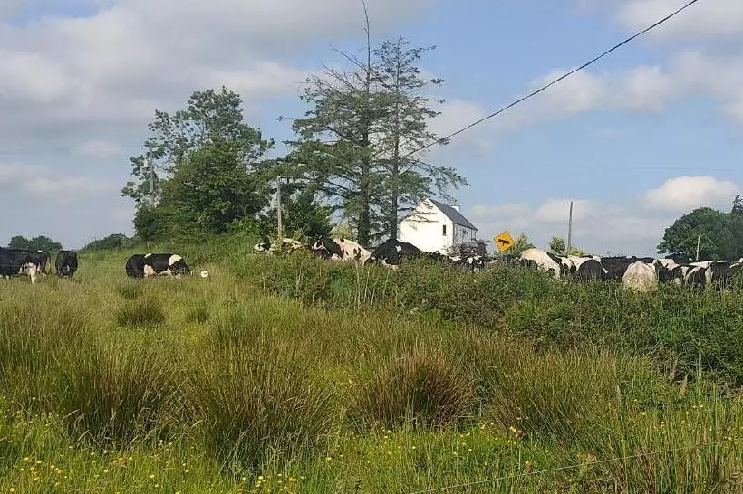 Pet Friendly Immaculate 2 Bed Cottage In Listowel