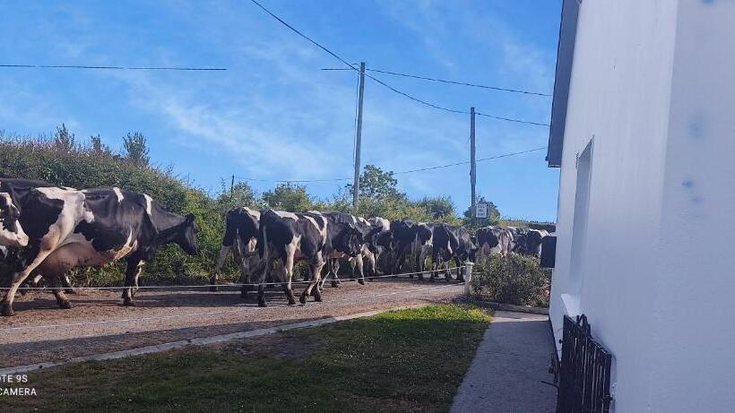 Pet Friendly Immaculate 2 Bed Cottage In Listowel