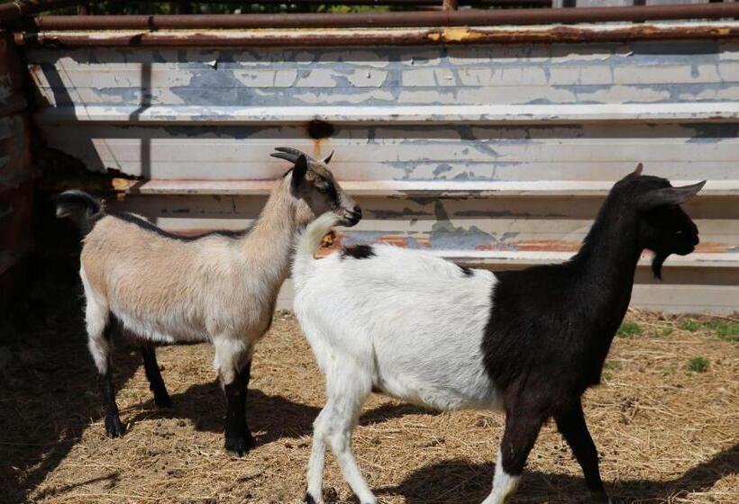 Appartamenti Il Palazzaccio
