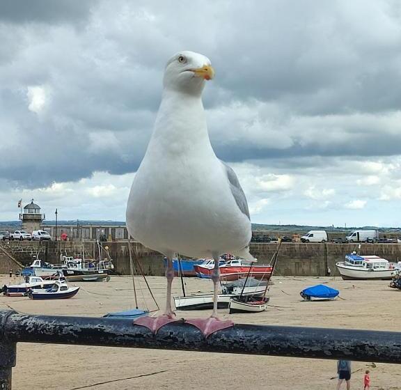 Cheerful Fisherman,s Cottage
