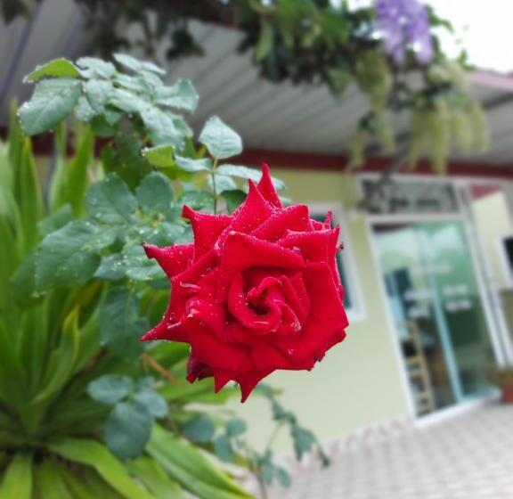 هتل ชาลีรีสอร์ท ชุมพร