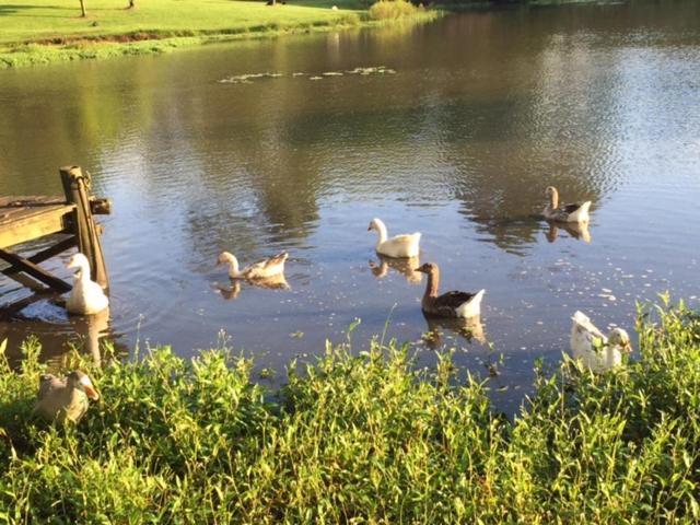 پانسیون Maleny Lake Cottages
