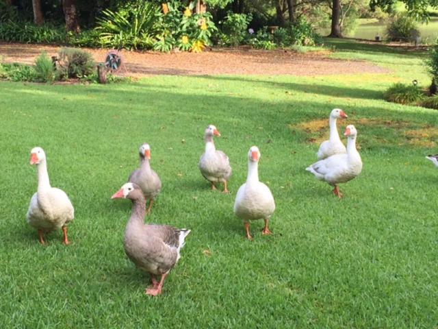 پانسیون Maleny Lake Cottages