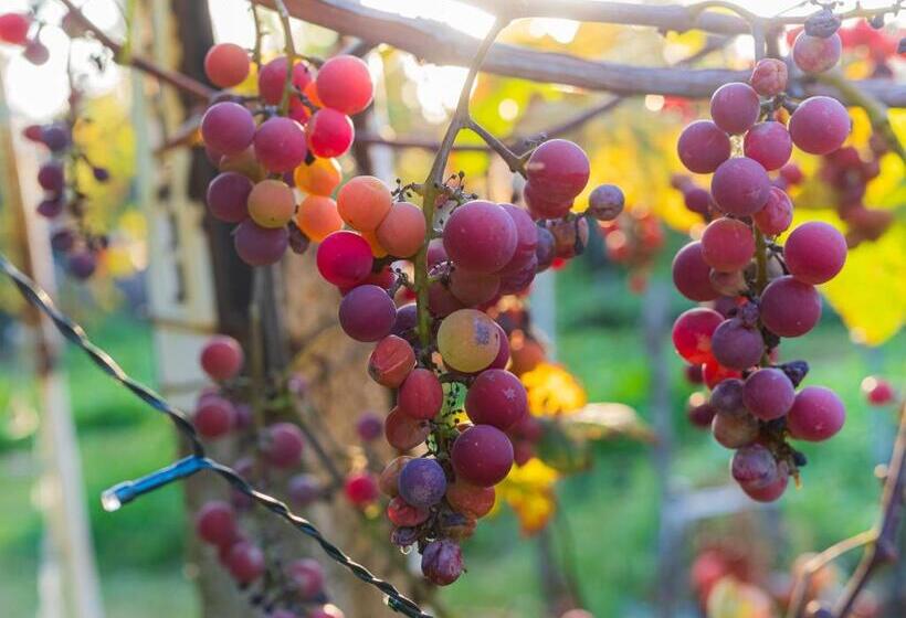 Lankás Vendégház Hollókő