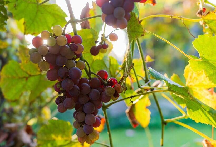 Lankás Vendégház Hollókő