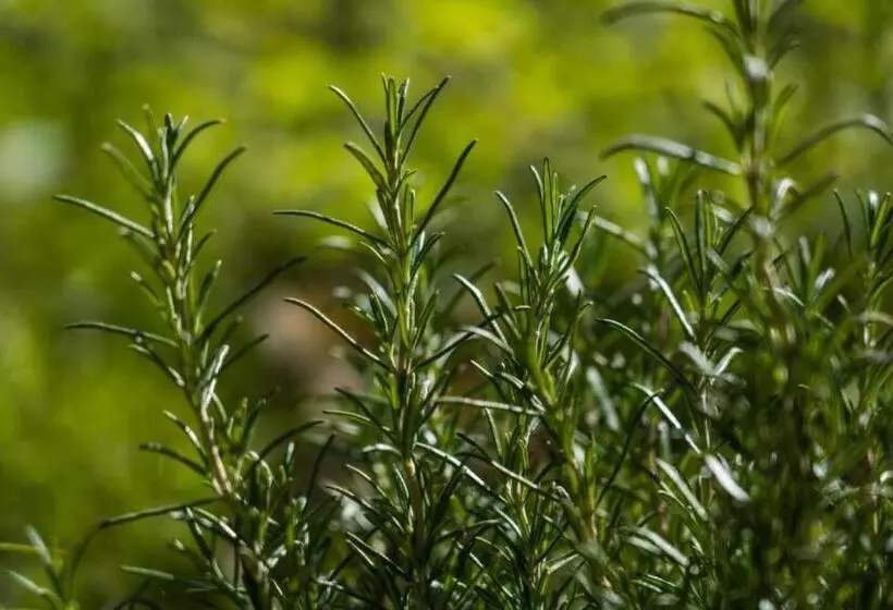 Villaggio Anemone Chalet Fragolina