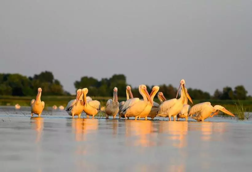 Danube Delta Hostel Homestay & Camping