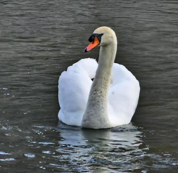 Le Panchette _ Pool & Bike