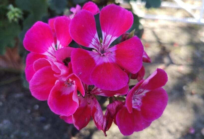 تختخواب و صبحانه Nonna Piera