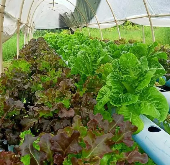 Majatalo Taakradan Valley Resort ท่ากระดานวัลเล่ย์ รีสอร์ท