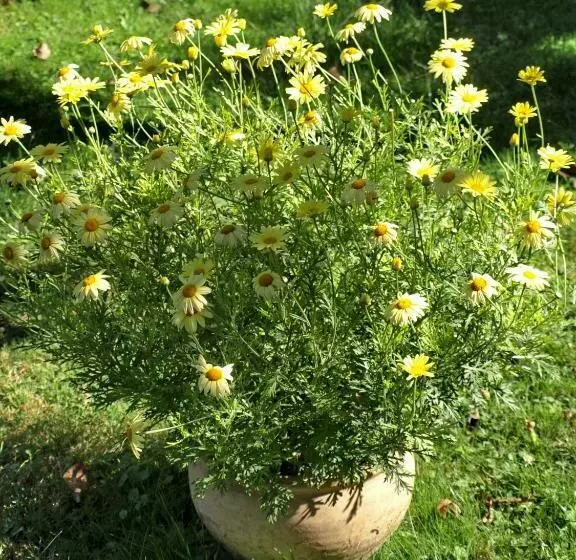 Majatalo Illés Vendégház