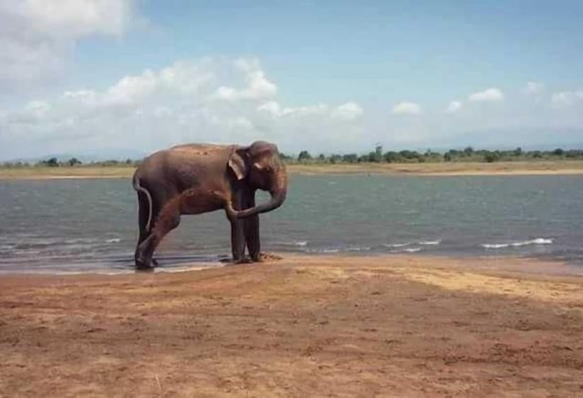 پانسیون Wildlife Safari House