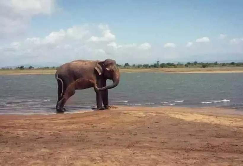 پانسیون Wildlife Safari House