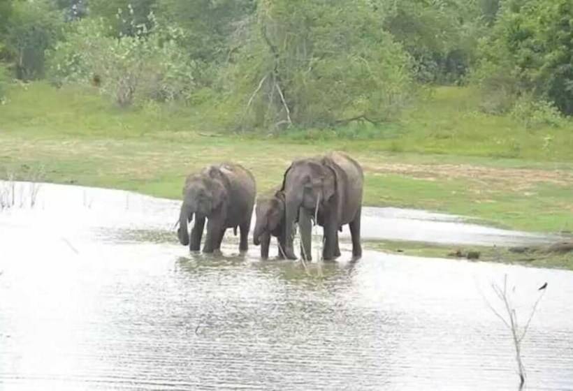 پانسیون Wildlife Safari House