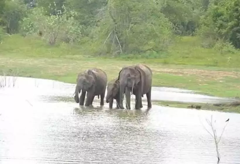 پانسیون Wildlife Safari House