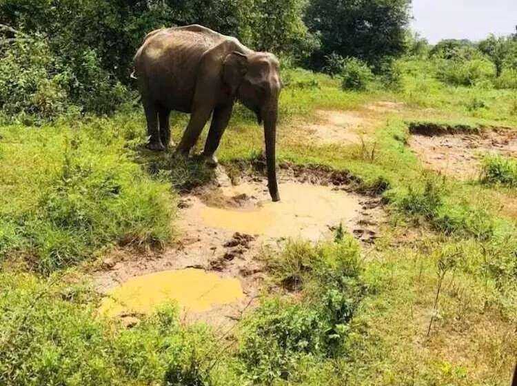 پانسیون Wildlife Safari House