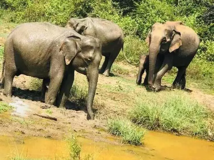 پانسیون Wildlife Safari House