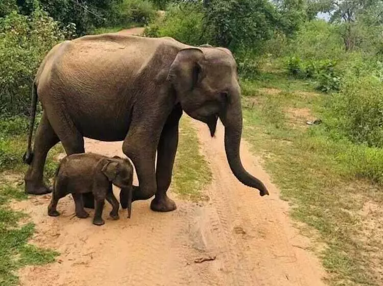 پانسیون Wildlife Safari House