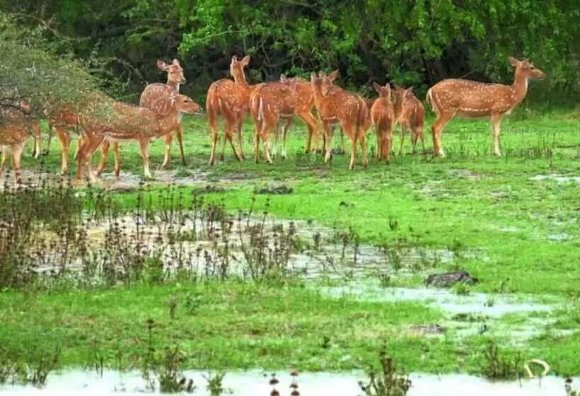 پانسیون Wildlife Safari House