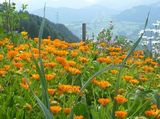 Bauernhof Gundelerhof