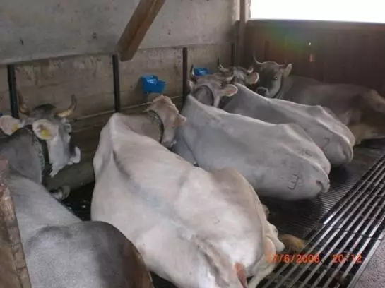 Bauernhof Gundelerhof