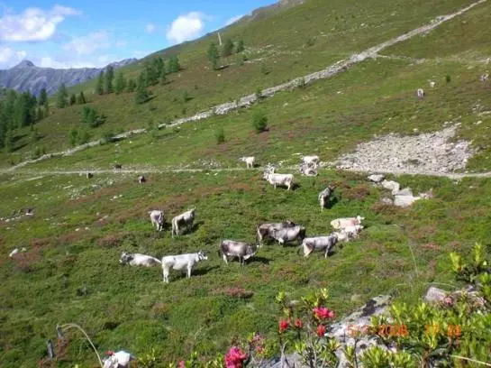 Bauernhof Gundelerhof